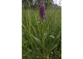 Breitblättriges Knabenkraut (Dactylorhiza majalis) - © Alois Absenger